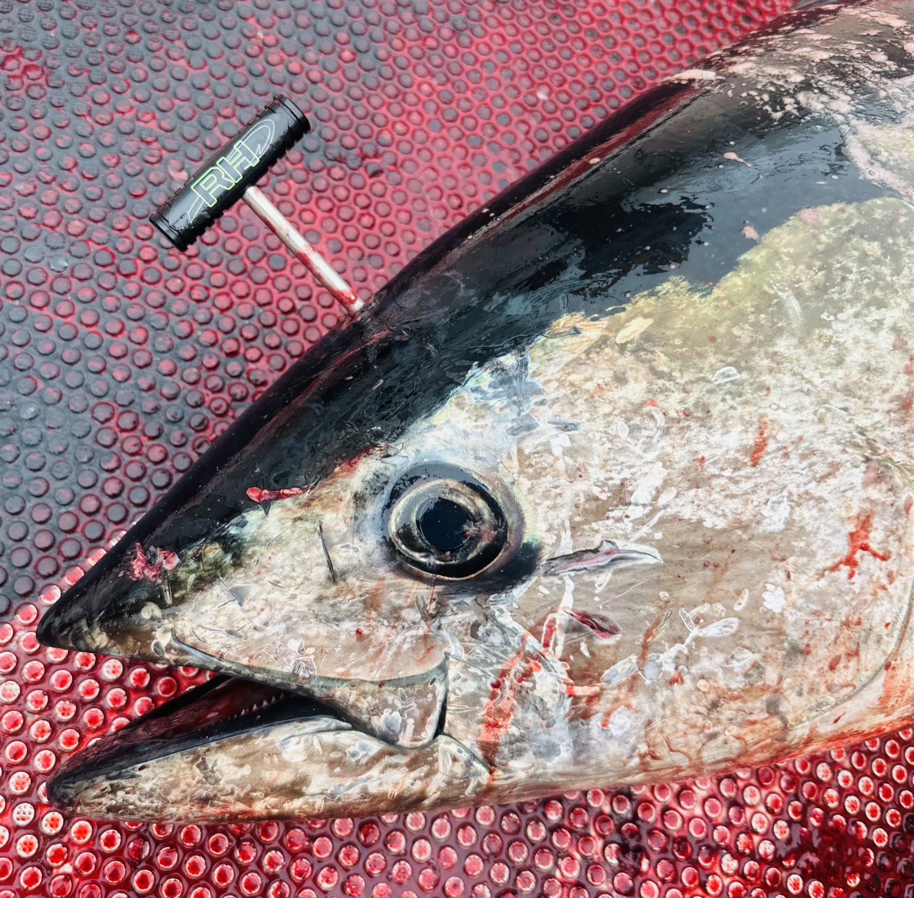 Tuna Fishing